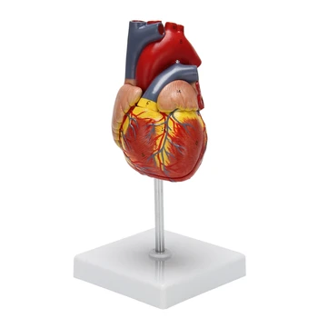 1: 1 Модель человеческого сердца, анатомически точная модель сердца Анатомия скелета человека в натуральную величину для изучения науки в классе Дисплей T