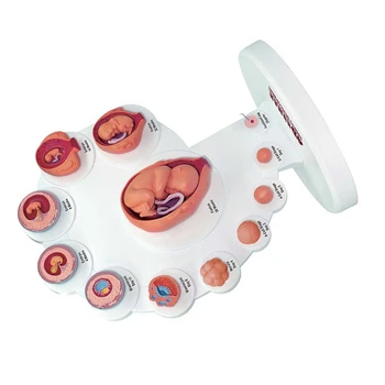 4D Развитие человеческого эмбриона Анатомическая модель Орган роста плода Обучение Alpinia Сборные игрушки