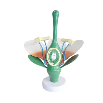 Анатомическая модель цветочных листьев и тычинок, реалистичная анатомическая модель тычинок цветка Модель анатомии тычинок листьев растений