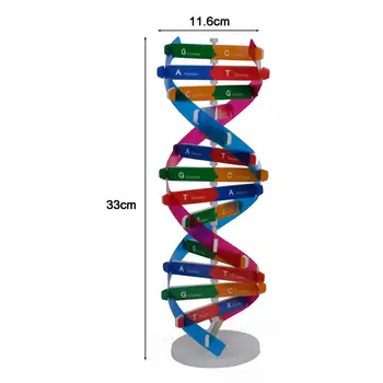 Интересные модели ДНК Простота в эксплуатации Обучающая игрушка-головоломка Наборы ДНК Двойная спираль Учебные пособия Игрушки